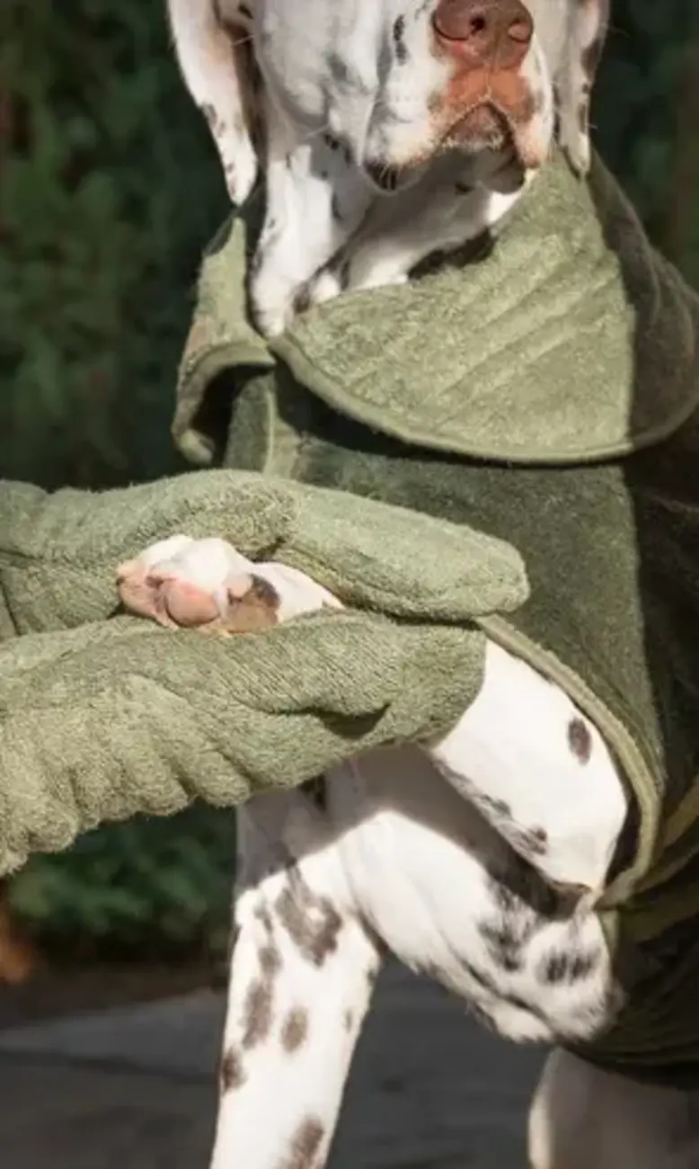 Dog in towel coat being dried