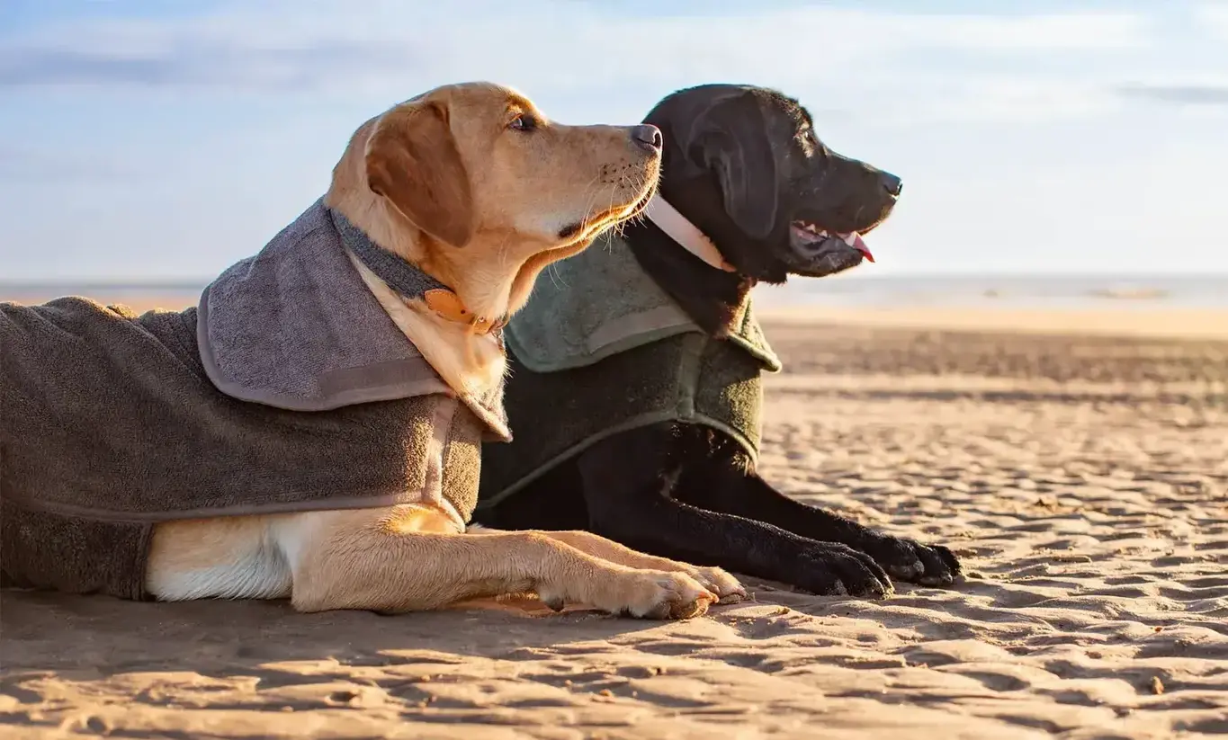 Dogs laying on the beach in towel coats
